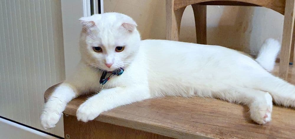 Мушук Скоттиш Фолд (красавчик) сотилади — 1
