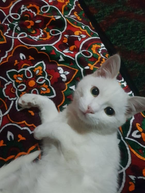 Musshuk bor 3oylik ozoda opoq — 1