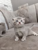 Милые котята готовы дарить тепло!!!