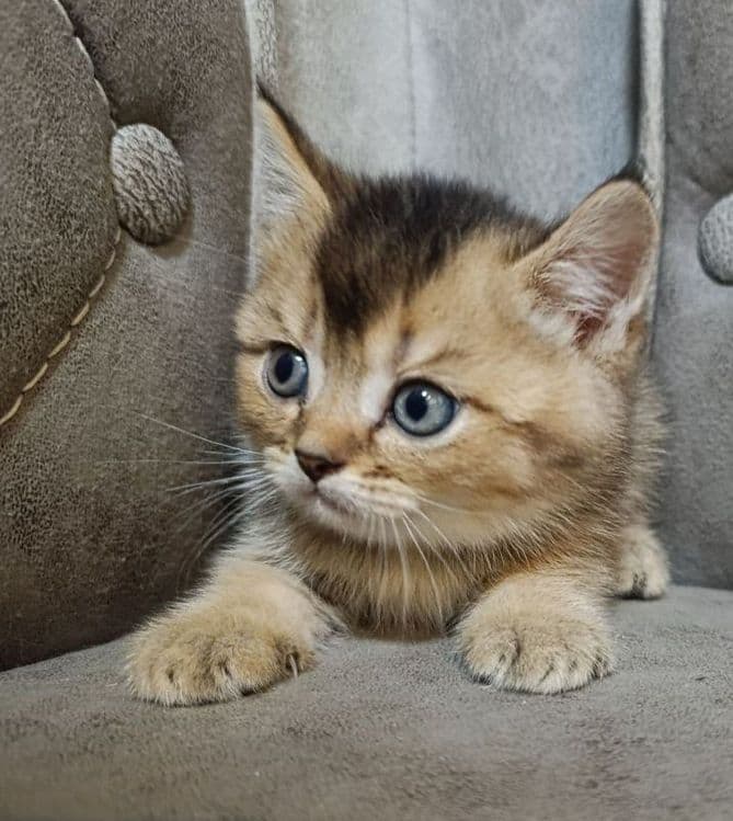 Котята британцы и шотландцы — 1