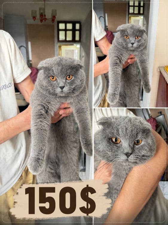 Scottish Fold Sotilmoqda — 1