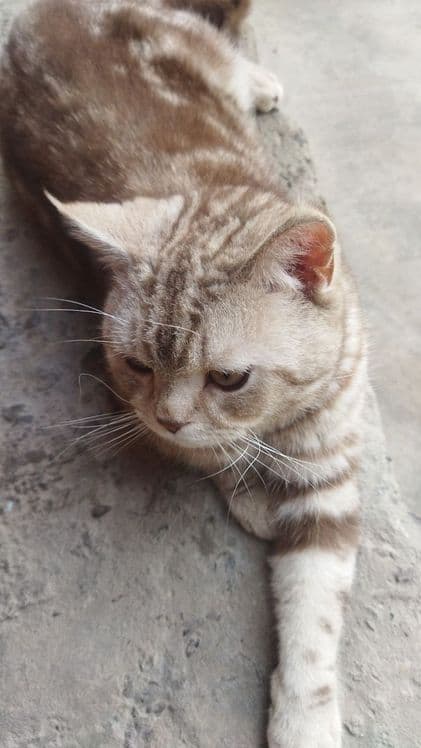 Zotli mushuk sotiladi — 1