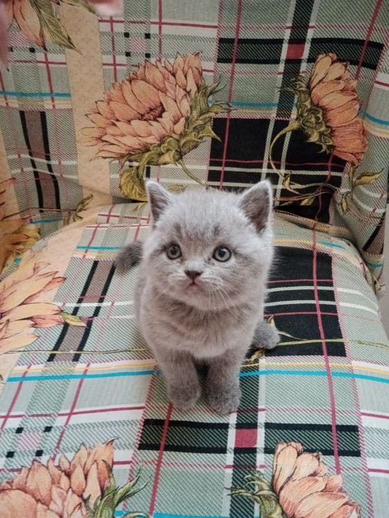 Продаются Котята — 1