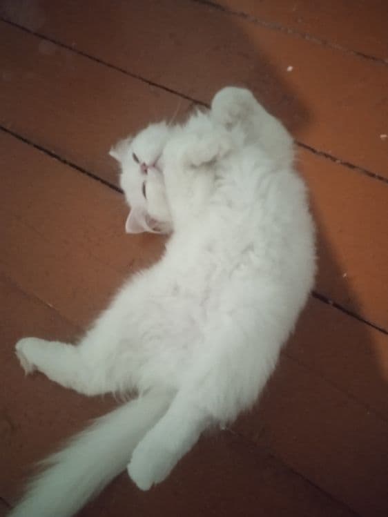 Британский кот продаеться — 1