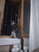Продается кошка срочно