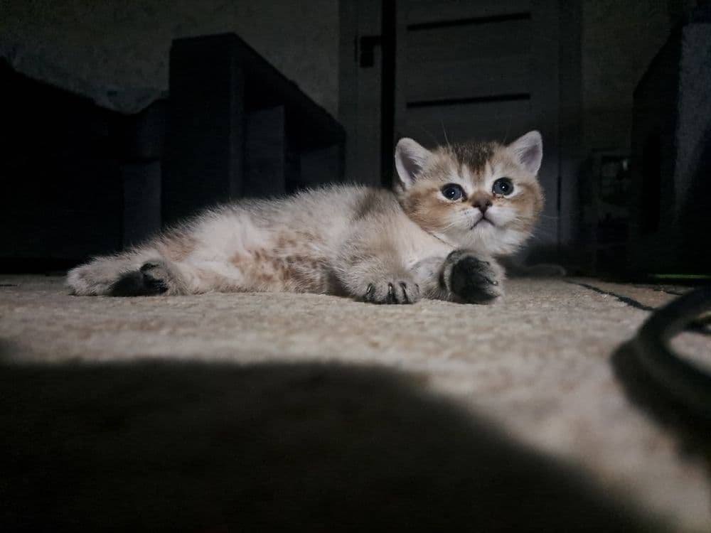 продаю девочку шиншилу — 1