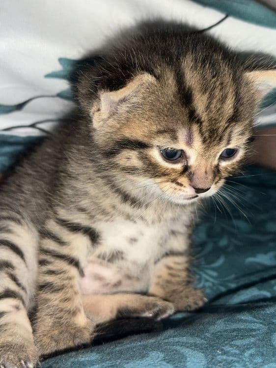 Вислоухие котята — 1