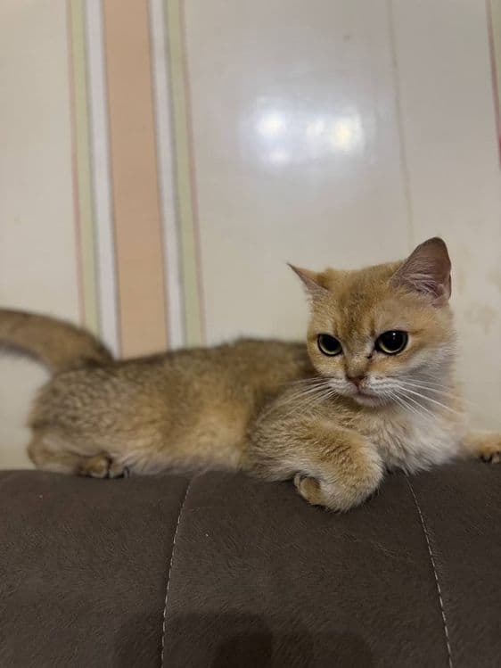 Котята золотая шиншила и вислоухий — 1