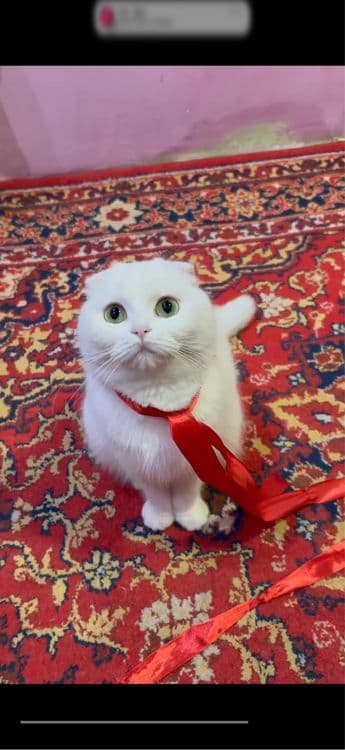 Шотландский вислоухая кошка 2 годик за 200$ — 1