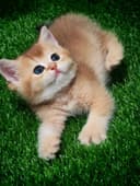 Продаются шикарные Котята!!!