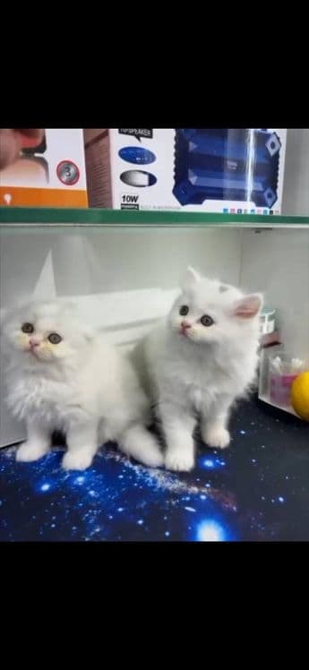 Скотиш Фолд ва Скотиш Страйт сотилади — 1