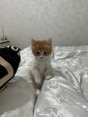 Продоётся котёнок