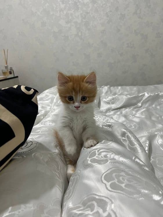 Продоётся котёнок — 1