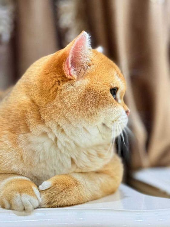 Вязка кошак Mushuk chatishtirish — 1