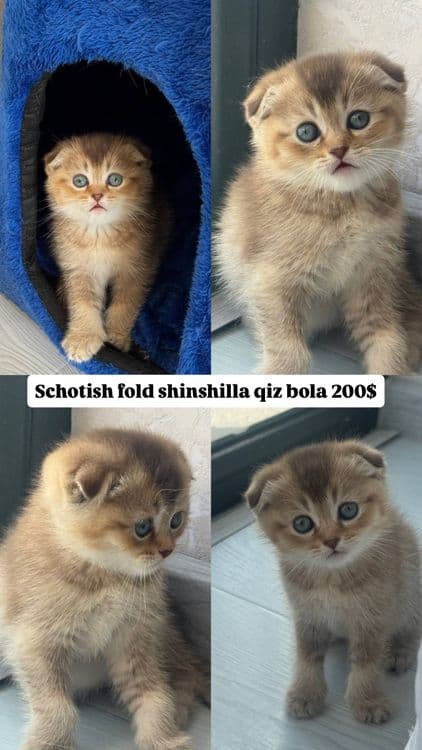 Musuklar scotish fold — 1