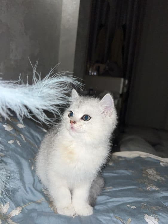 Mushuk Shinshila — 1