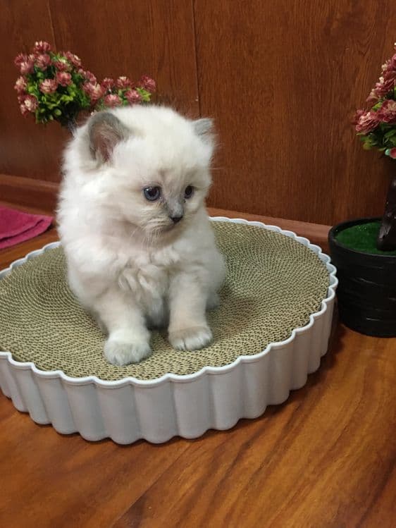 Готовятся к броню Скоттиш фолды — 1