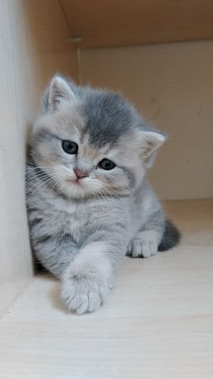 Срочно Продаётся котят — 1