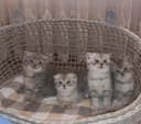 3 кошки породы Скоттиш фолд/Шиншила
