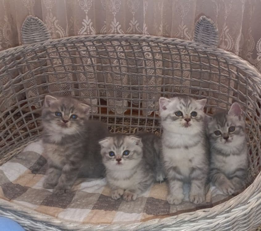 3 кошки породы Скоттиш фолд/Шиншила — 1