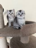 Продается котята скотиш фолд и страйт шиншилла