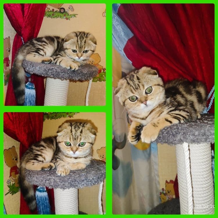 Продается Скоттиш фолд ДЕВОЧКА — 1