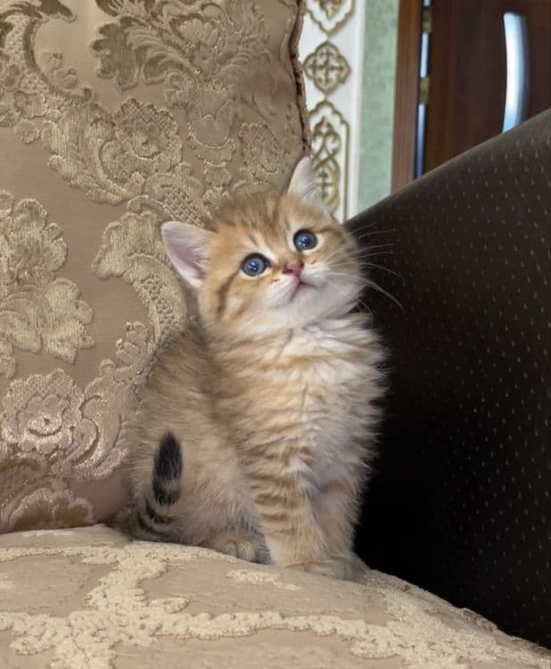 Golden chinchilla ny12 tabby — 1