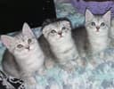 Scottish fold, Scottish strayd {okras mramor}