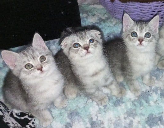 Scottish fold, Scottish strayd {okras mramor} — 1