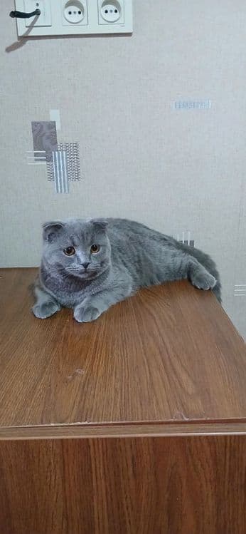 Скоттиш-фолд Кот Продается — 1