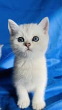 Британские короткошерстные серебристые шиншиллы