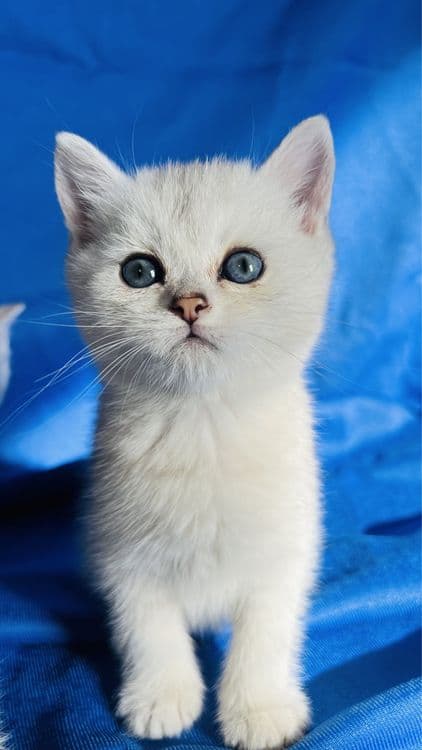 Британские короткошерстные серебристые шиншиллы — 1