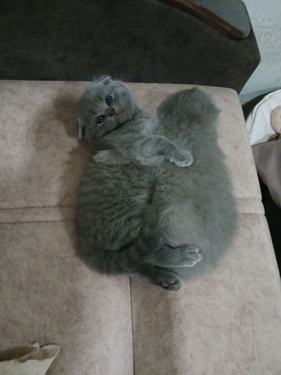 Продаётся котята — 1