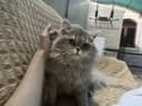 Кошка хайленд золотая