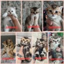 продаю котят шиншил