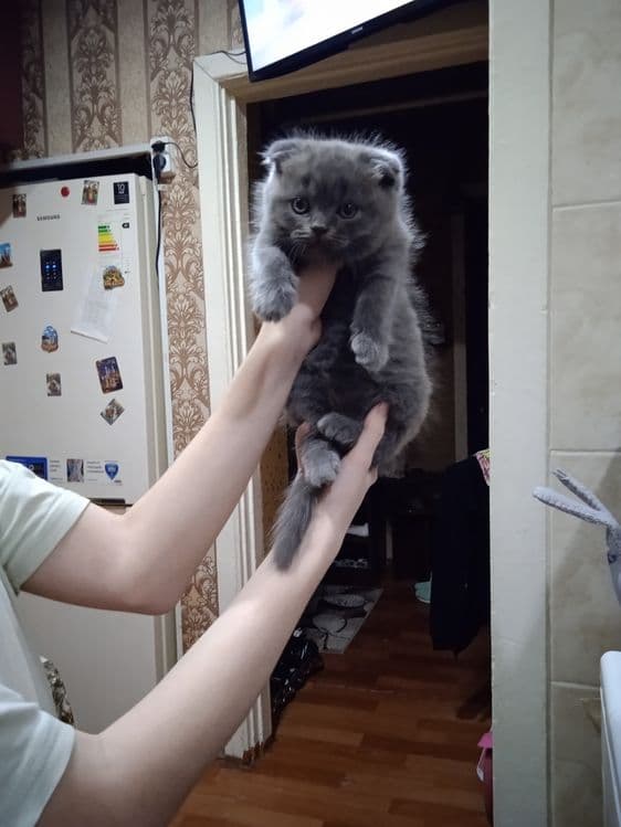Продается котёнок мальчик скотиш фолд ( вислоухий) — 1