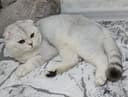 Шотландский мальчик Серебристая Шиншилла