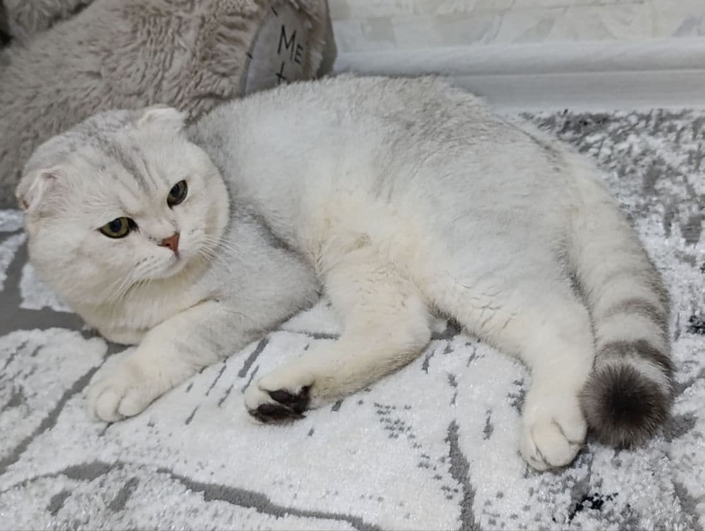Шотландский мальчик Серебристая Шиншилла — 1