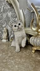 Шотландский скотиш фолд