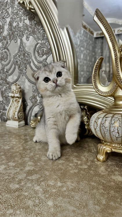 Шотландский скотиш фолд — 1