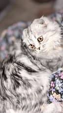 продоется кошка скотиш фолд
