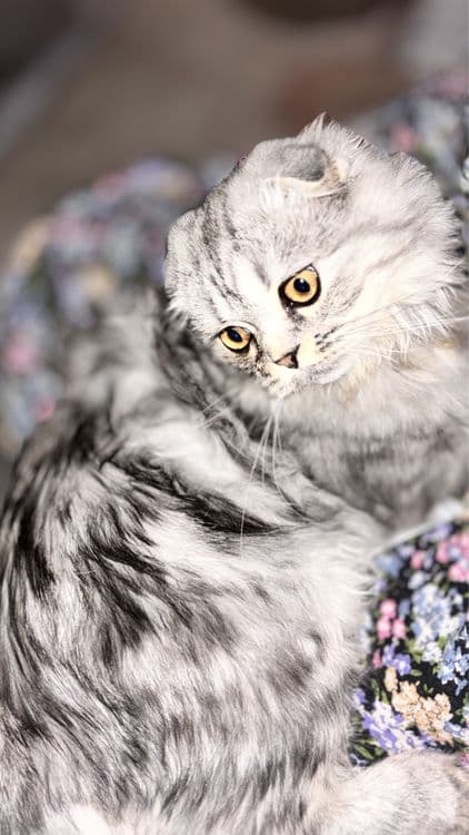 продоется кошка скотиш фолд — 1