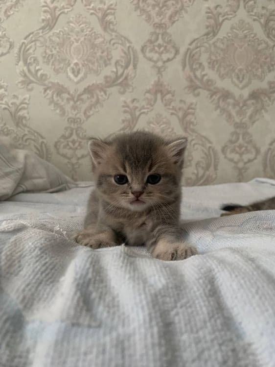 Котята вислоухии — 1