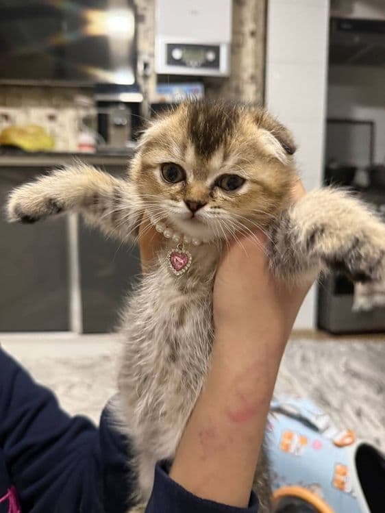 Золотая шиншила котёнок кошки вислоухие — 1