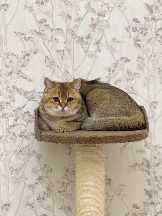 Скотч фолд оригинал мушук зотли — 1
