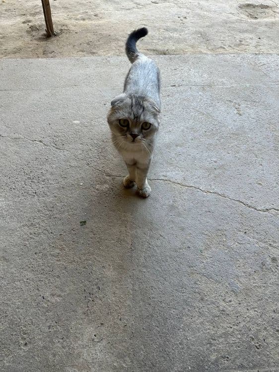 Продаётся кот домашняя, приучен к рукам — 1