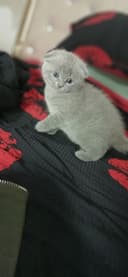 Скоттиш фолд и Скоттиш страйт