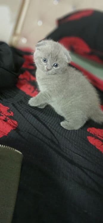 Скоттиш фолд и Скоттиш страйт — 1