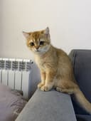 Золотая Шиншила Ny 11
