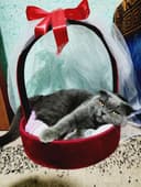 Scotish кот (милый, послушный)